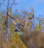 Whitetail Deer Portrait